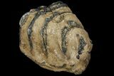 Partial Southern Mammoth Molar - Hungary #111847-2